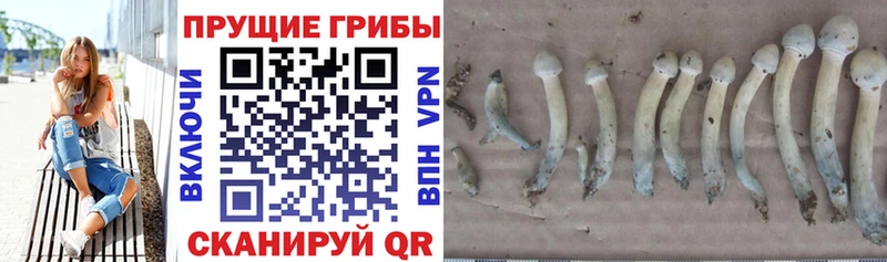 закладка  Курганинск  Галлюциногенные грибы Psilocybe 